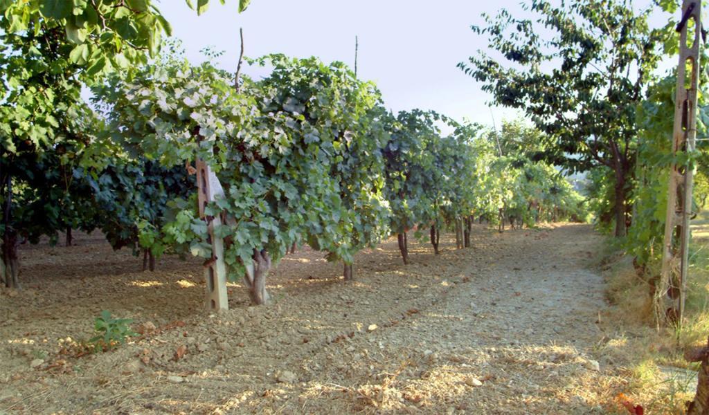 Belvedere Cramaccioli Vigne Exterior photo